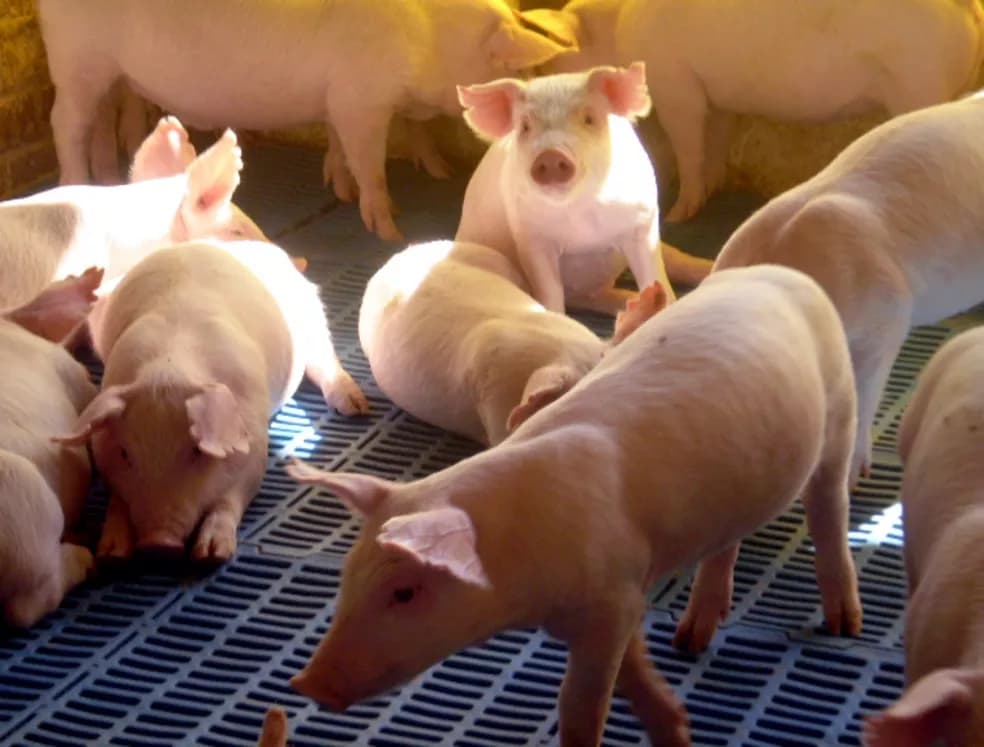 Criação de suínos é uma das principais atividades no interior de Pinhalzinho (Foto: Divulgação)