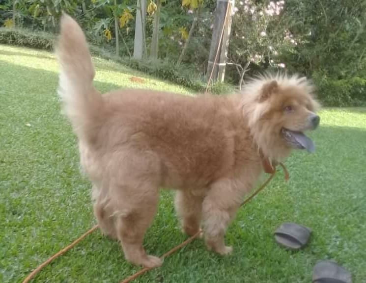 Animal se recupera bem (Foto: Polícia Civil)
