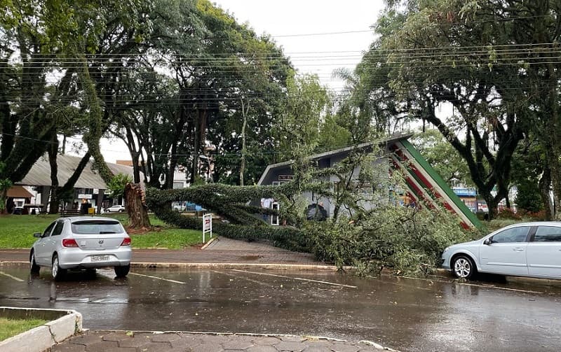 Queda de árvore assustou moradores (Foto: Henrique Paulo Koch)