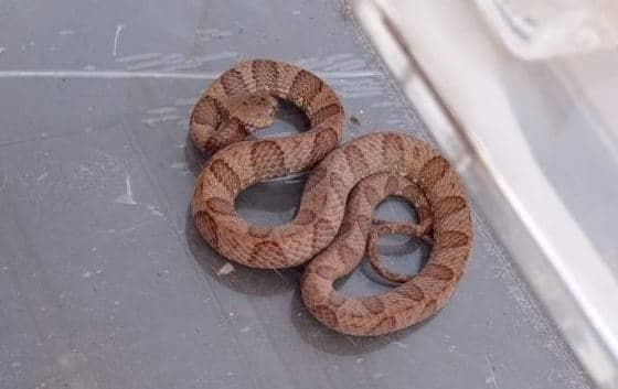 Espécie é temida pelo veneno (Foto: Divulgação)