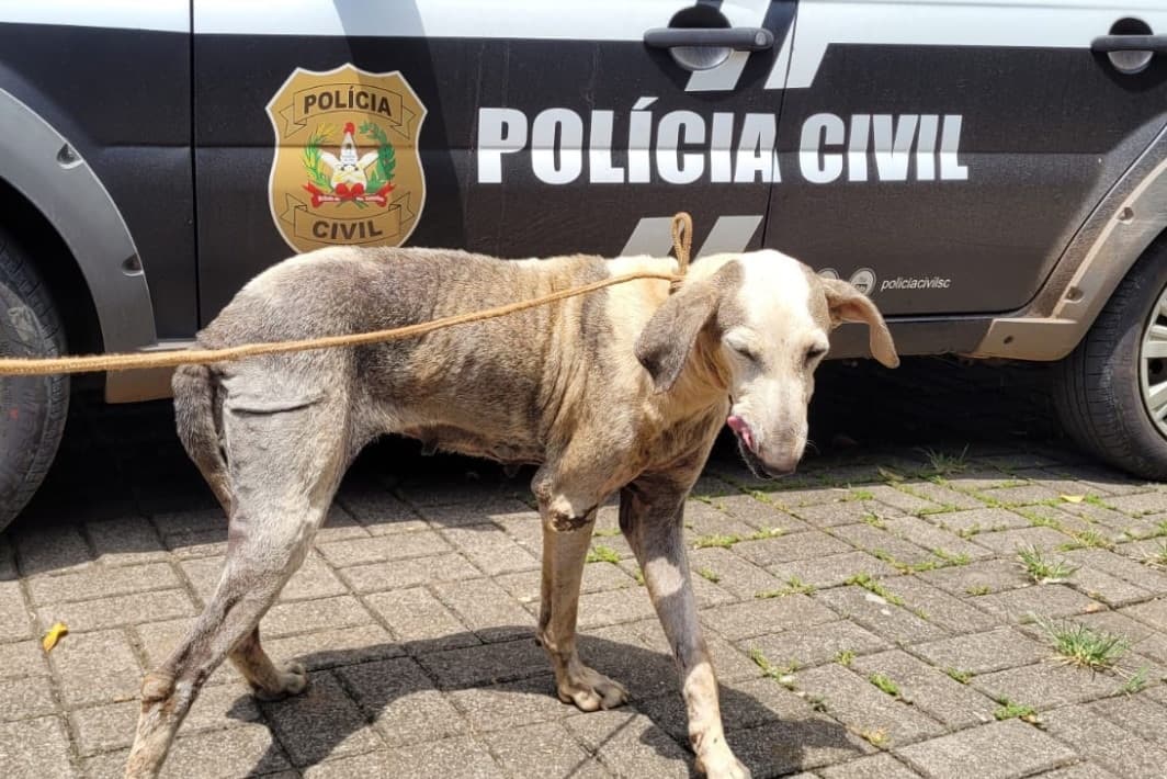 Cachorra foi resgatada por agentes (Foto: Polícia Civil)
