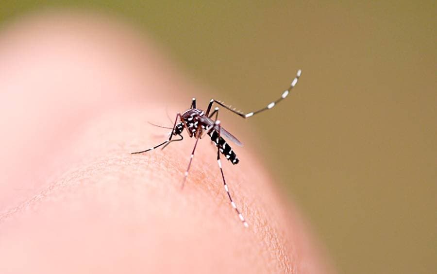 Numero de casos de dengue aumentam em SC (Foto: Governo do Estado )