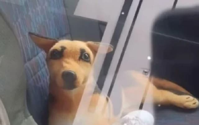 "Cão" foi visto trancado dentro de veículo (Foto: Divulgação / PM)
