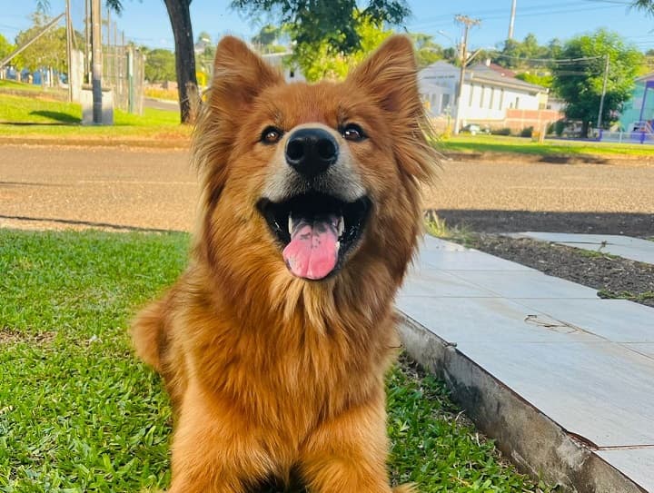 Cães e gatos de toda a região poderão ser castrados no projeto Castração Móvel de Pinhalzinho (Foto: Gilmar Bortese)