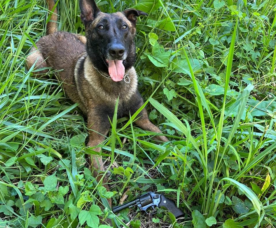 Cachorro fez ótimo trabalho (Foto: Polícia Civil)