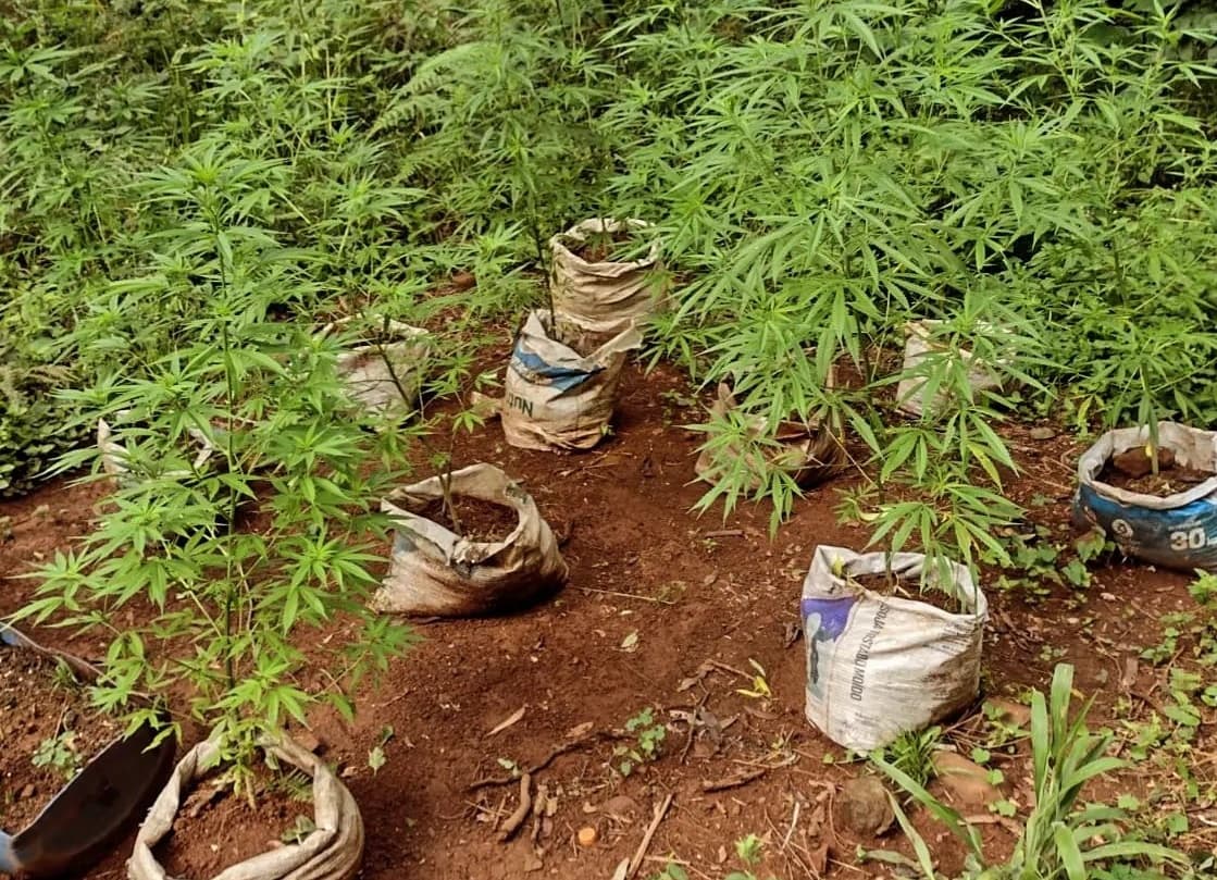 Fonte de renda estava crescendo (Foto: Polícia Militar)