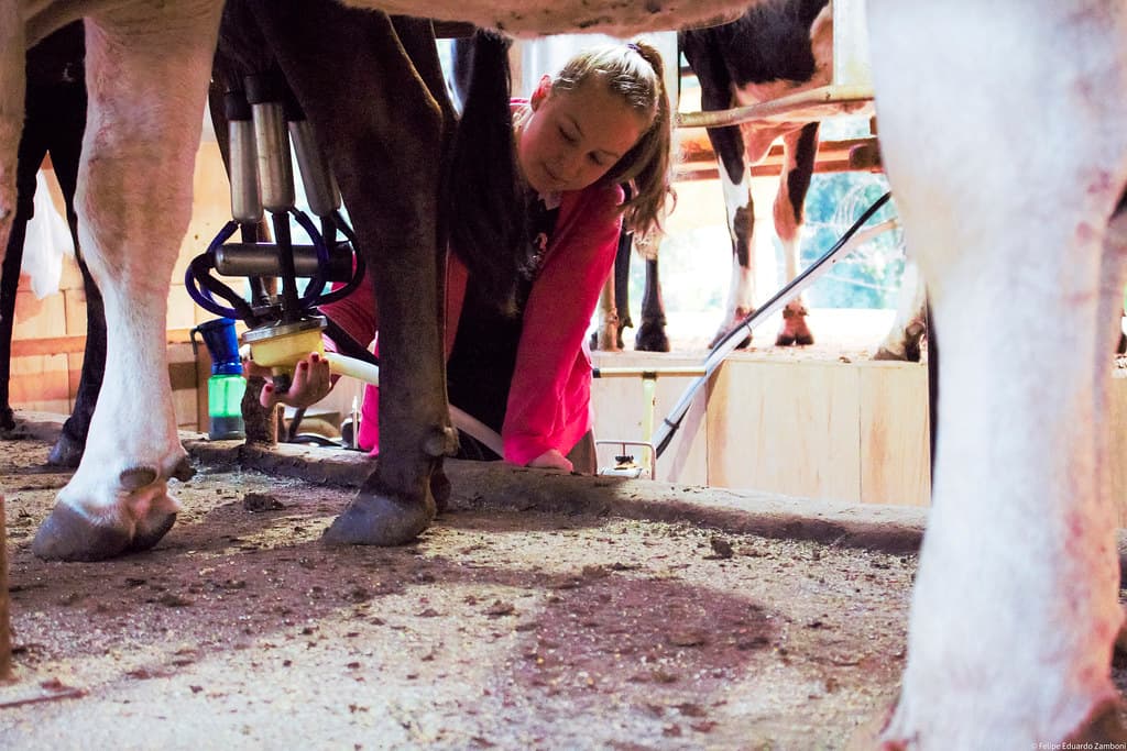 Crise no leite: produtores pagam para trabalhar enquanto consumo urbano despenca