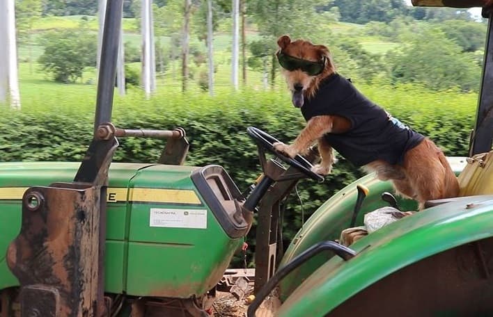 Cachorro é xodó e não tem preço (Foto: Henrique Paulo Koch)