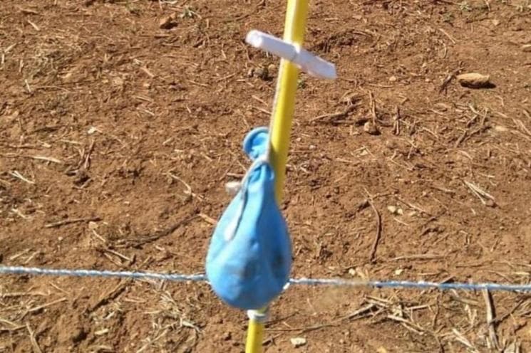 Balão onde estava a mensagem da Argentina (Foto: Catiane de Almeida Avila)