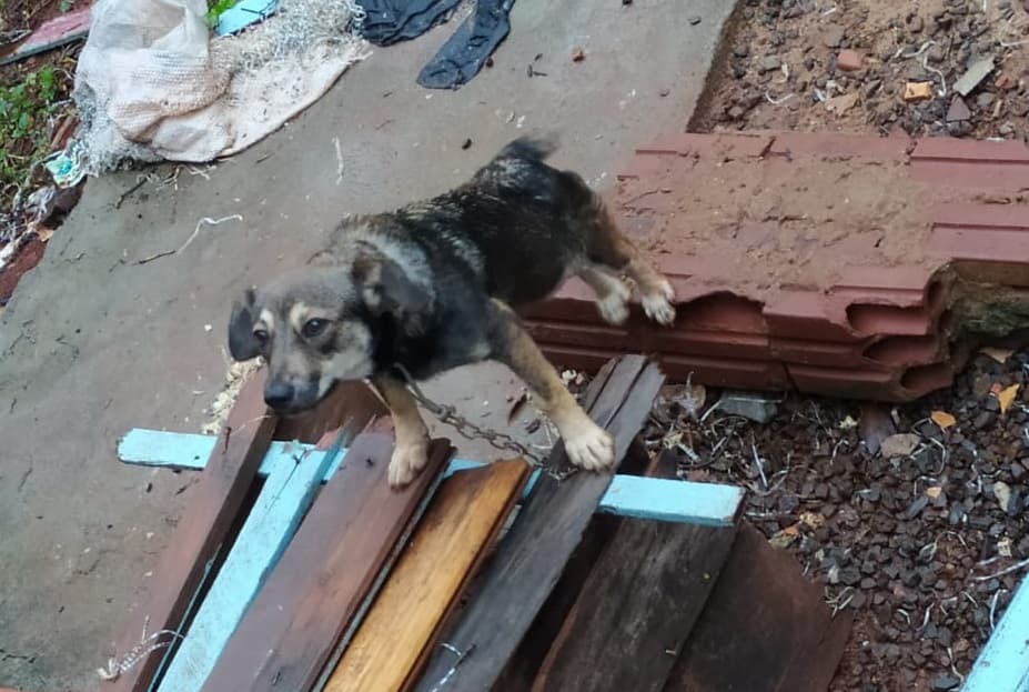 Animal estava com corrente bem curta (Foto: Polícia Civil)
