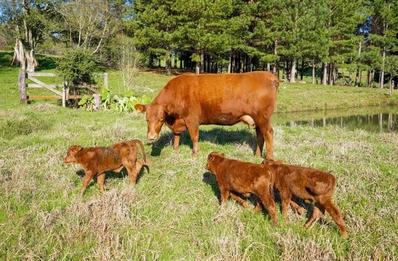 O nascimento dos animais é algo inédito (Foto: Divulgação / Copercampos)