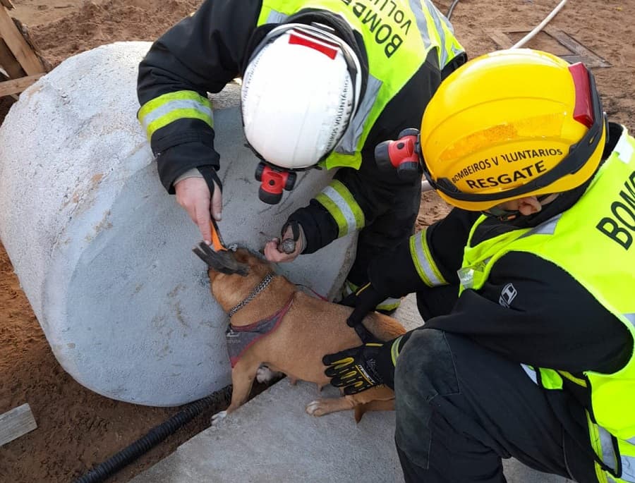 Cachorra saiu sem ferimentos (Foto: Bombeiros Voluntários)