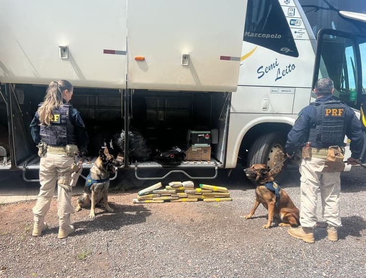 Cachorros foram imprescindíveis na ação policial (Foto: PRF)
