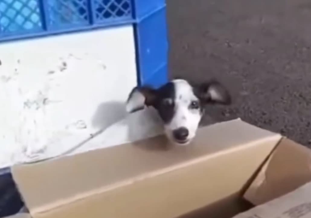Cachorro foi deixado na rua (Foto: Divulgação)