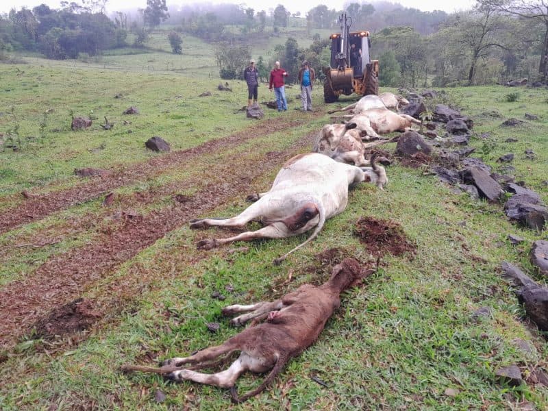 Animais morreram em Planalto Alegre (Foto: Divulgação)
