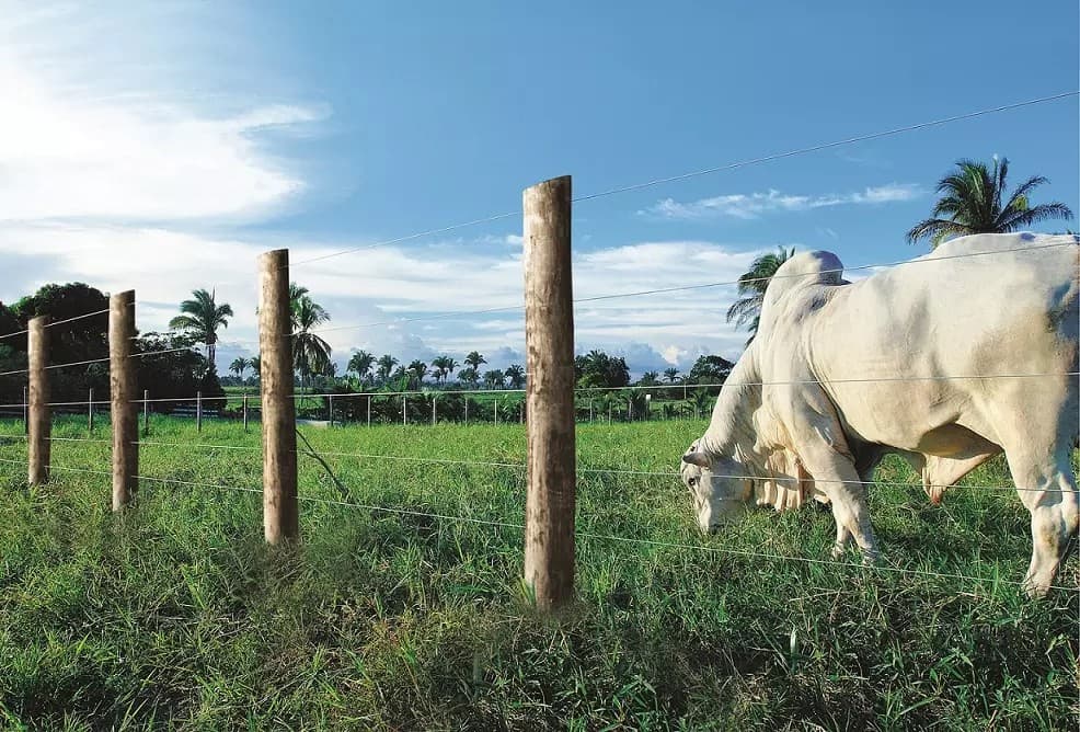 Animal tem causado desconforto (Foto: Divulgação)