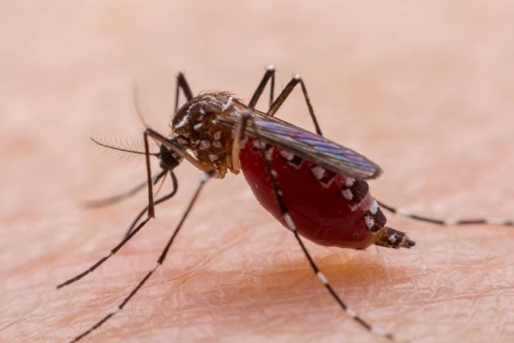Pinhalzinho registra primeiros casos de dengue em 2023 (Foto: Portal do Butantan)