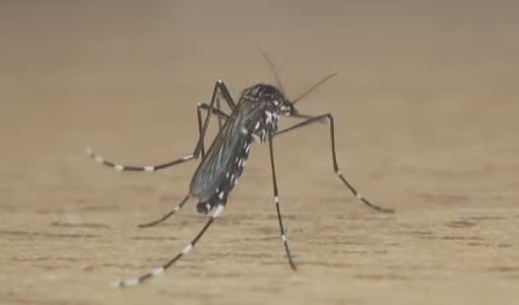 Segunda morte por dengue é confirmada em Pinhalzinho (Foto: Reprodução/RBS TV)