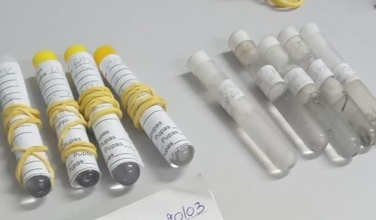 Programa da dengue encontra vários depósitos com larvas do mosquito da dengue (Foto: RCO)