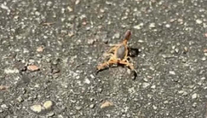 Escorpião-amarelo em Blumenau (Foto: Arquivo pessoal)