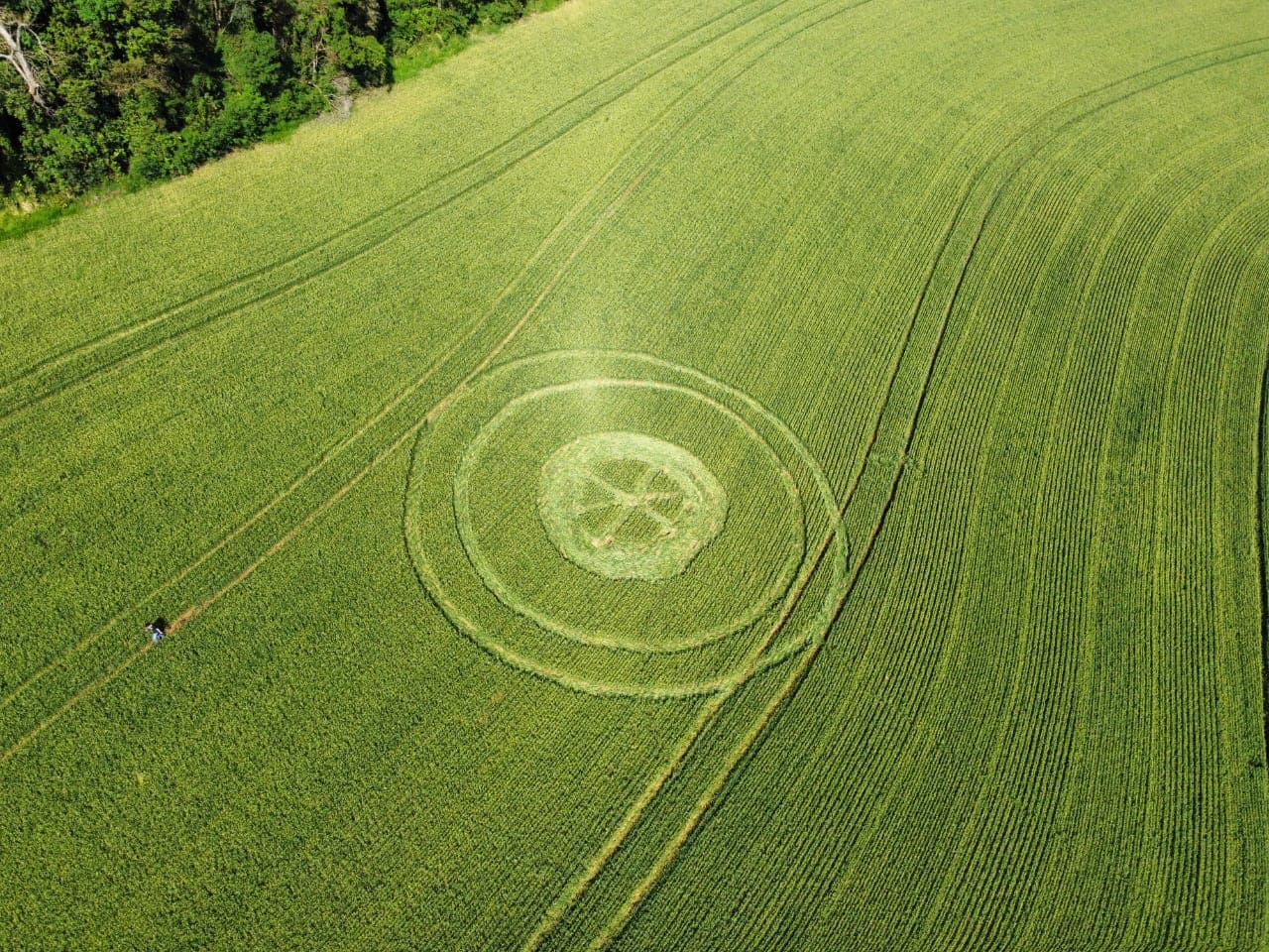 Plantação de trigo amanheceu com a presença de desenhos (Foto: Divulgação)