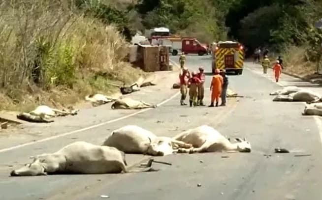 Vários animais ficaram espalhados pela pista e as imagens fortes foram registradas (Foto: Corpo de Bombeiros)
