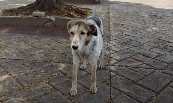 Sete anos após achar sozinho túmulo de tutor, cão permanece em cemitério (Foto: Karine / Expresso )