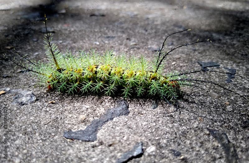 Com cerca de 6 centímetros de comprimento, ela tem manchas brancas em forma de U (Foto: Divulgação)