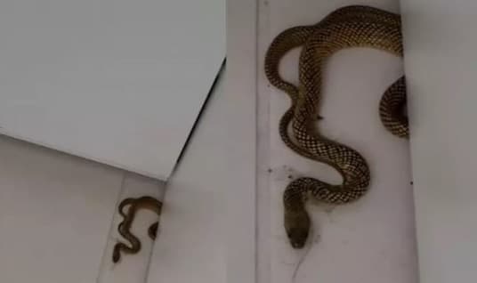 Cobra-d'água causou o maior fuzuê (Foto: Reprodução)