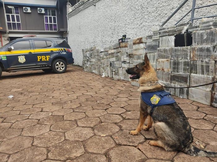 Cães farejadores encontraram a droga no caminhão (Foto: PRF)