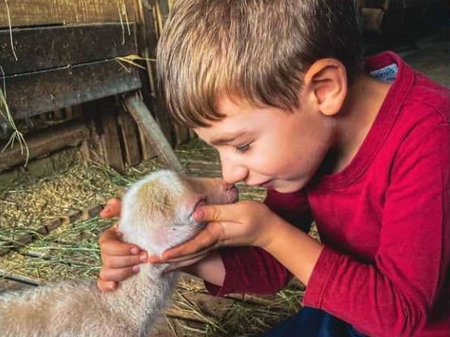 O visitante acompanha o processo produtivo, alimenta os animais e pode fazer fotos com cordeiros (Foto: Casa Bianchi)