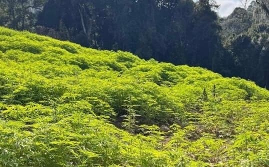 Local era equivalente a vários campos de futebol com folhas de droga (Foto: Divulgação )