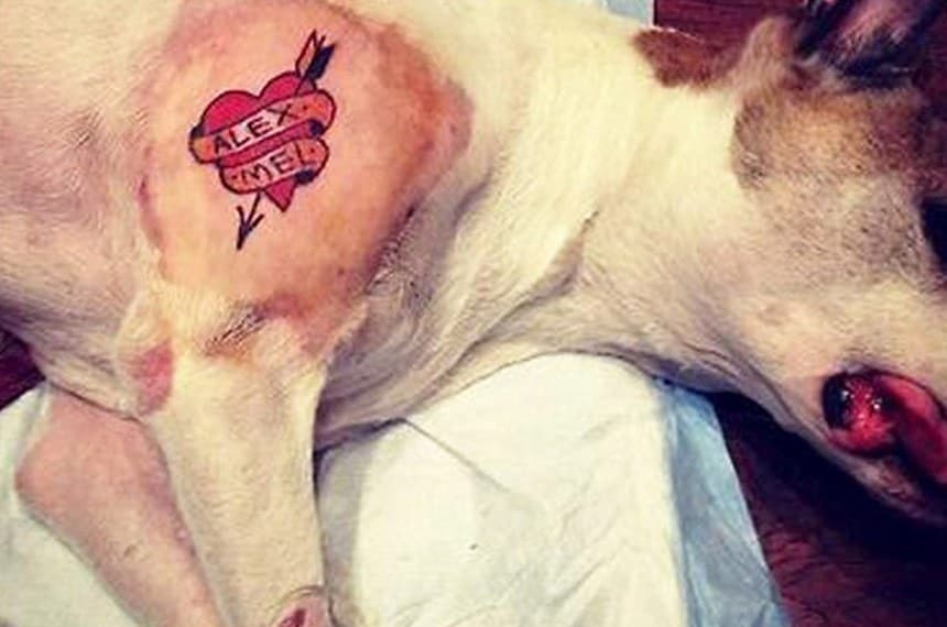 Lei define como crime fazer tatuagens ou colocar piercing em cães e gatos (Foto: Câmara dos Deputados)