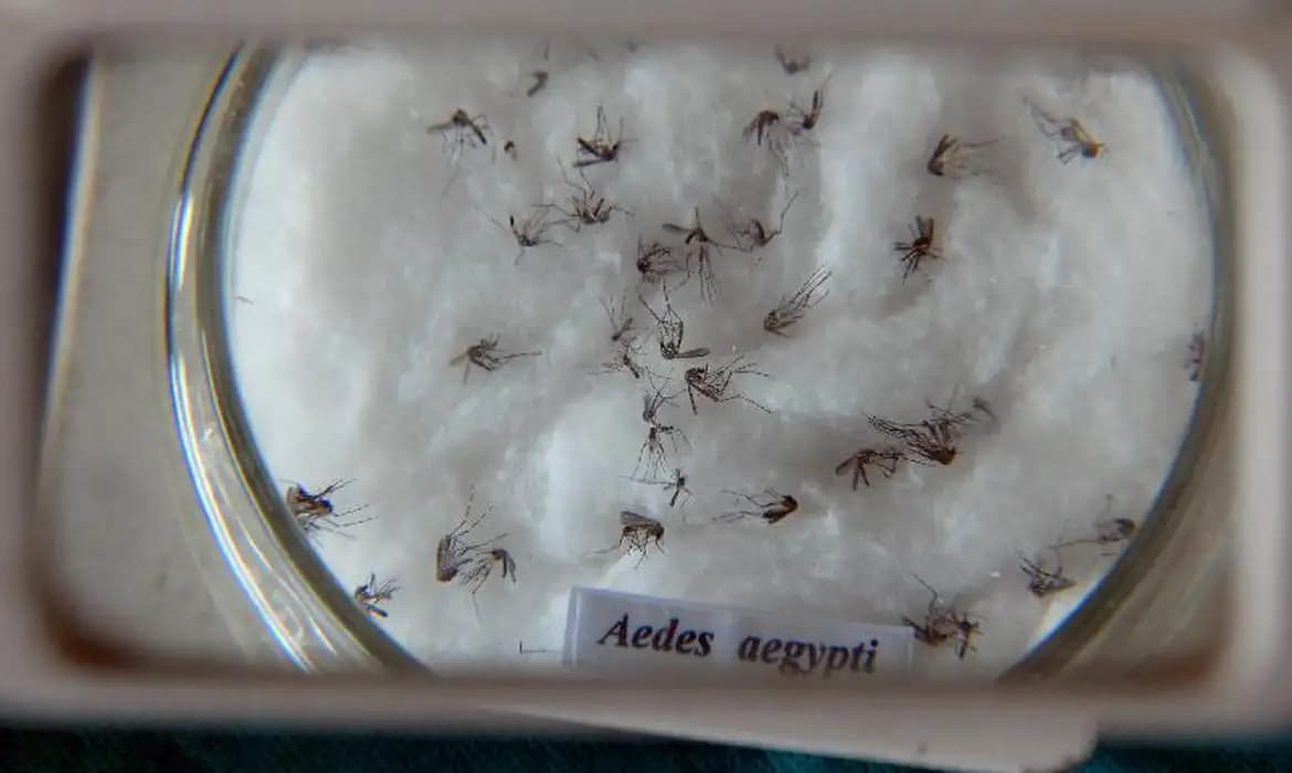Nova Erechim confirma primeiro caso de dengue (Foto: Agência Brasil)