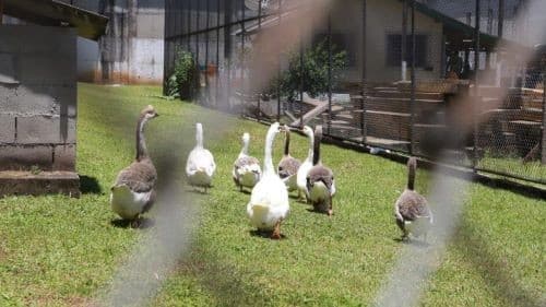Aves emitem som e percebem movimentação estranha (Foto: Secretária de Administração Prisional)
