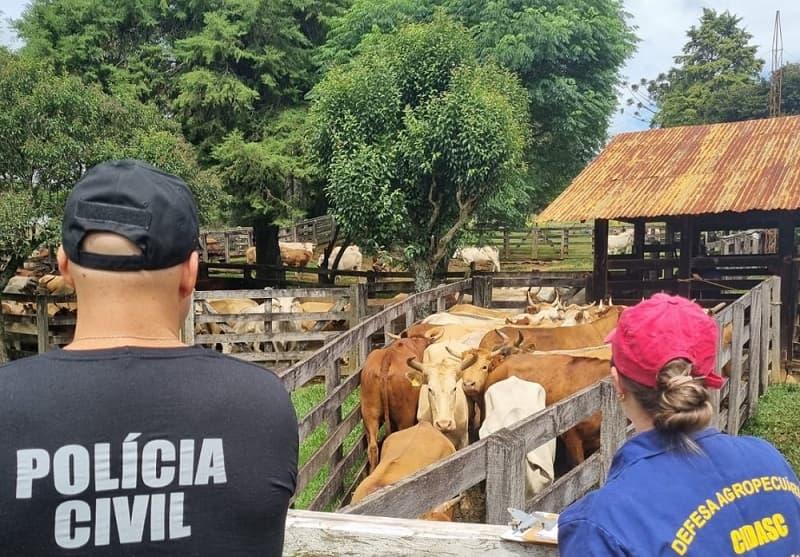 Fiscalização ocorreu no interior de Passos Maia (Foto: Polícia Civil)