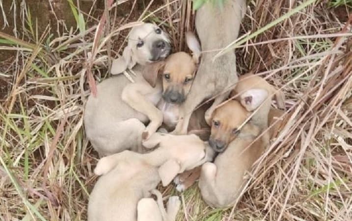 Animais estava assustados e foram levados para adoção (Foto: Polícia Militar)