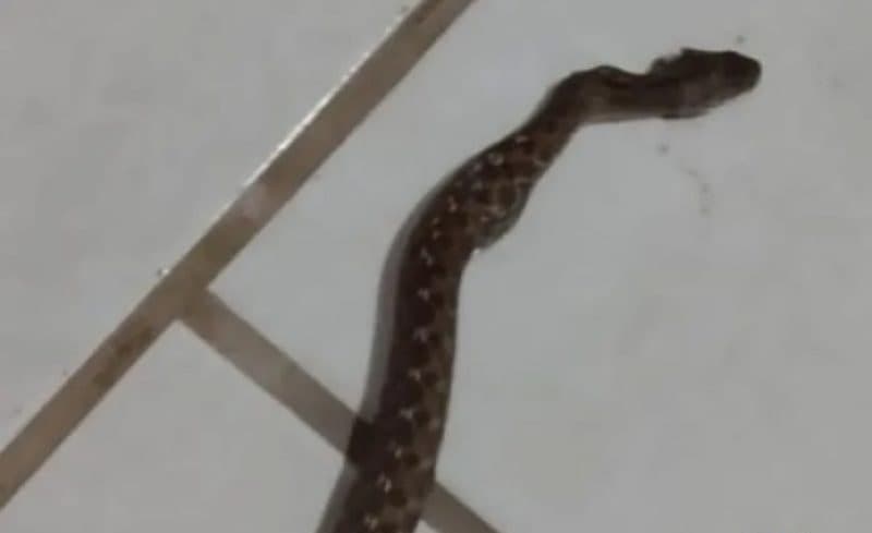 Serpente causou pânico em moradores (Foto: Divulgação)