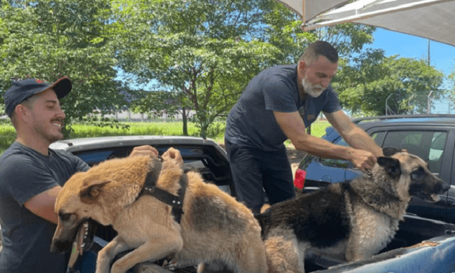Meliantes "dão de cara" com pastores alemães e, no susto, deixam cães escapar
