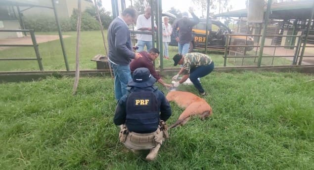 Espécie recebeu acompanhamento no Paraná (Foto: PRF)