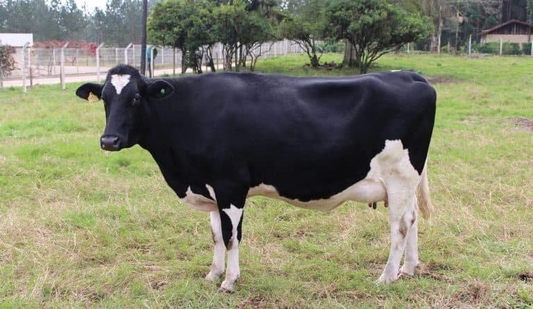 Saudades conta com 110 propriedades com certificados livres da brucelose e a tuberculose bovina (Foto: A foto é Ascom / CIDASC)