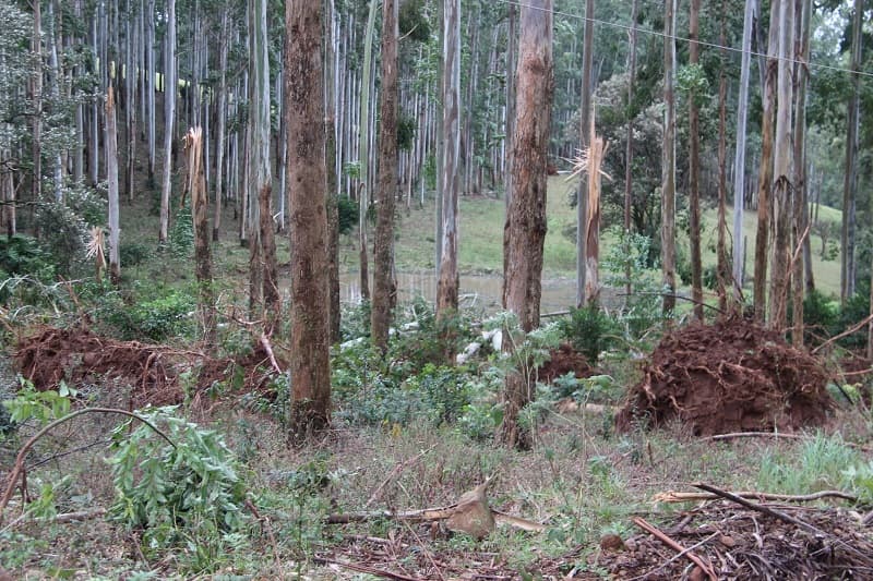 Vento derruba várias árvores no interior de Jardinópolis (Foto: Idiomar Tessaro)