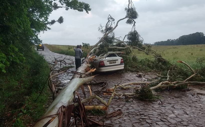 Árvore gigante acertou carro em cheio (Foto: Corpo de Bombeiros)