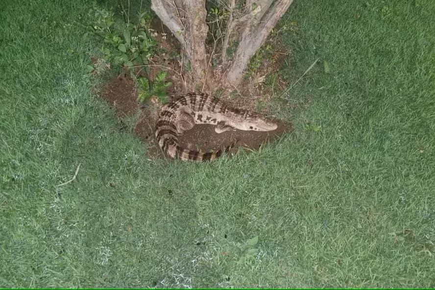 Animal era muito semelhante a um jacaré (Foto: Corpo de Bombeiros)