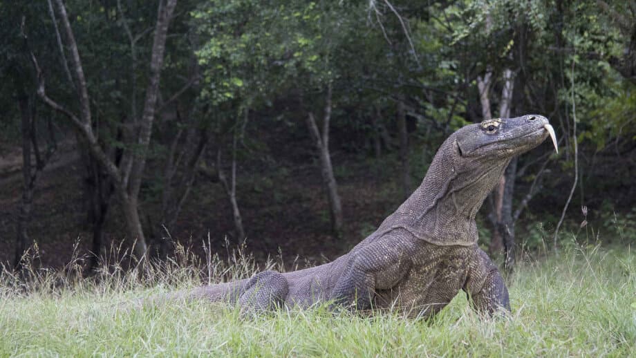 Dragão-de-komodo: australiano de origem (Foto: Dr. Damien Esquerré, ANU)