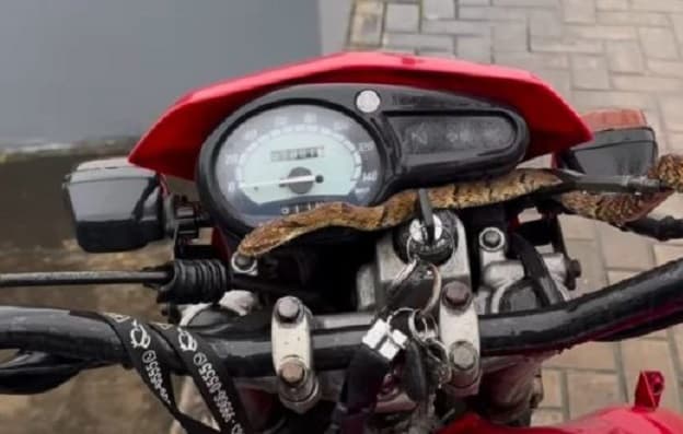 Como que sai dessa? cobra surge misteriosamente (Foto: Christian Raboch)
