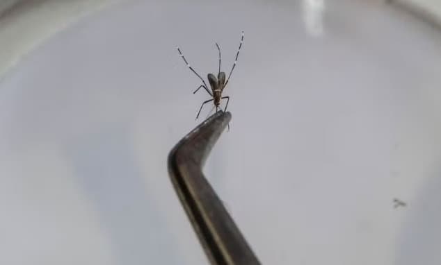 Dia D contra a Dengue acontece neste sábado, em Serra Alta