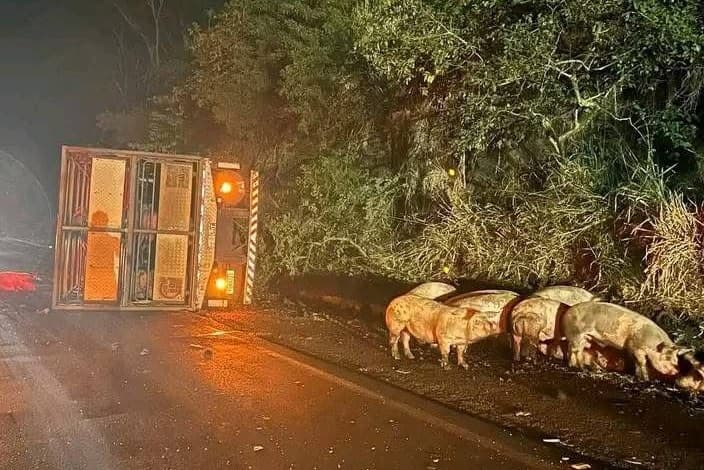 Porcos ficaram espalhados por rodovia em Iraí (Foto: Divulgação)