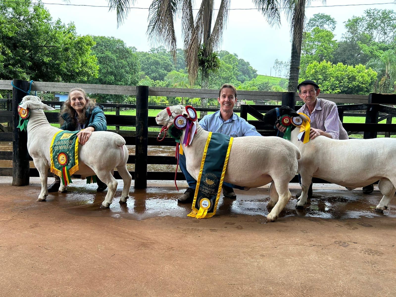 Dorper e White Dorper são destaques em feira (Foto: Henrique Paulo Koch)