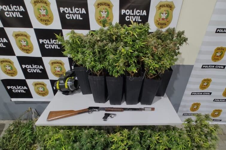 Plantas estavam foram percebidas por agentes (Foto: Polícia Civil)
